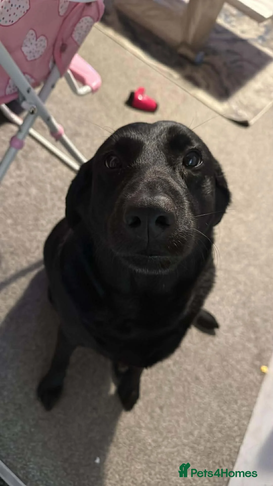 Labrador Retriever dogs for sale: ruby  in Middlesbrough - Advert 1