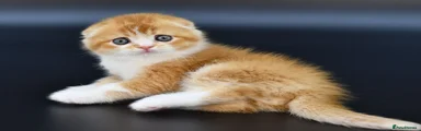 Scottish Fold Kitten 2