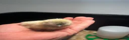 Chickens poultry for sale: Pekin & Silkie Bantam Chicks  - Advert 6