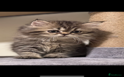 Persian cats for sale: Persian Kittens - 2 Males & 2 Females  - Image 5