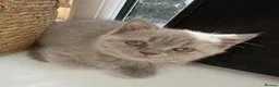 British Shorthair cats for sale: Lilac British Shorthair Girl - Advert 4