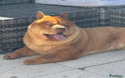 Chow Chow dogs for sale: ** Female Merle Puppy ** - Advert 8