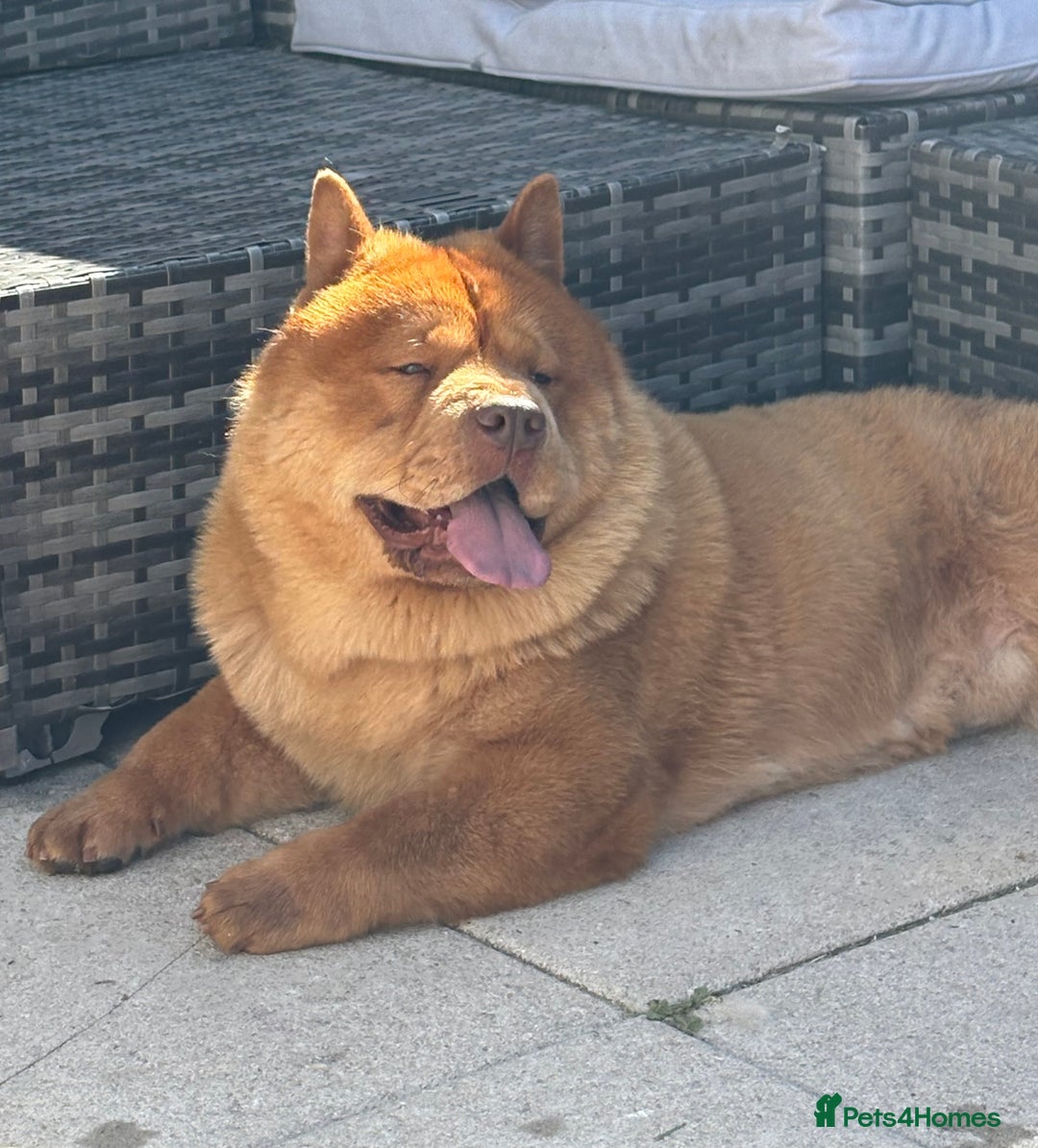 Chow Chow dogs for sale: ** Female Merle Puppy ** - Advert 8