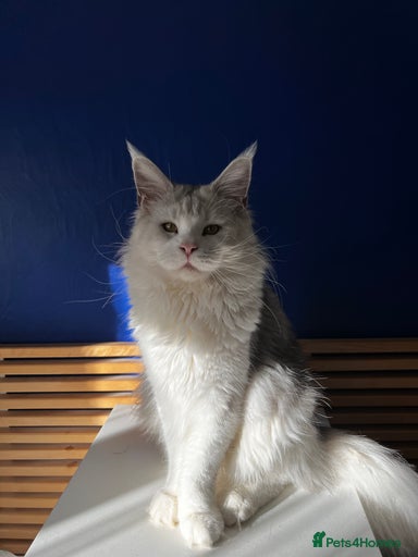 Gallery Image {{count}}