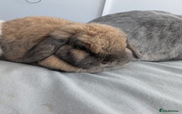 Mini Lop rabbits for sale: 2 female 1 male to be rehomed  - Image 3