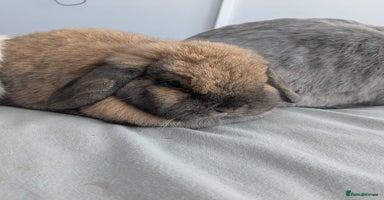 Mini Lop rabbits - Advert 3