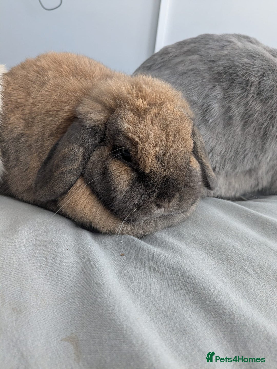 Mini Lop rabbits for sale: 2 female 1 male to be rehomed  - Image 3
