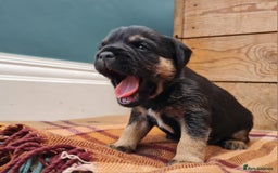 Border Terrier dogs for sale: Blue and Tan Border Terrier Pups, Ready Dec 13th - Advert 7