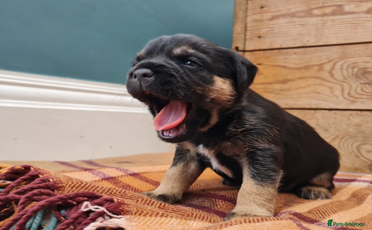 Border Terrier dogs Blue and Tan Border Terrier Pups, Ready Dec 13th - Advert 3