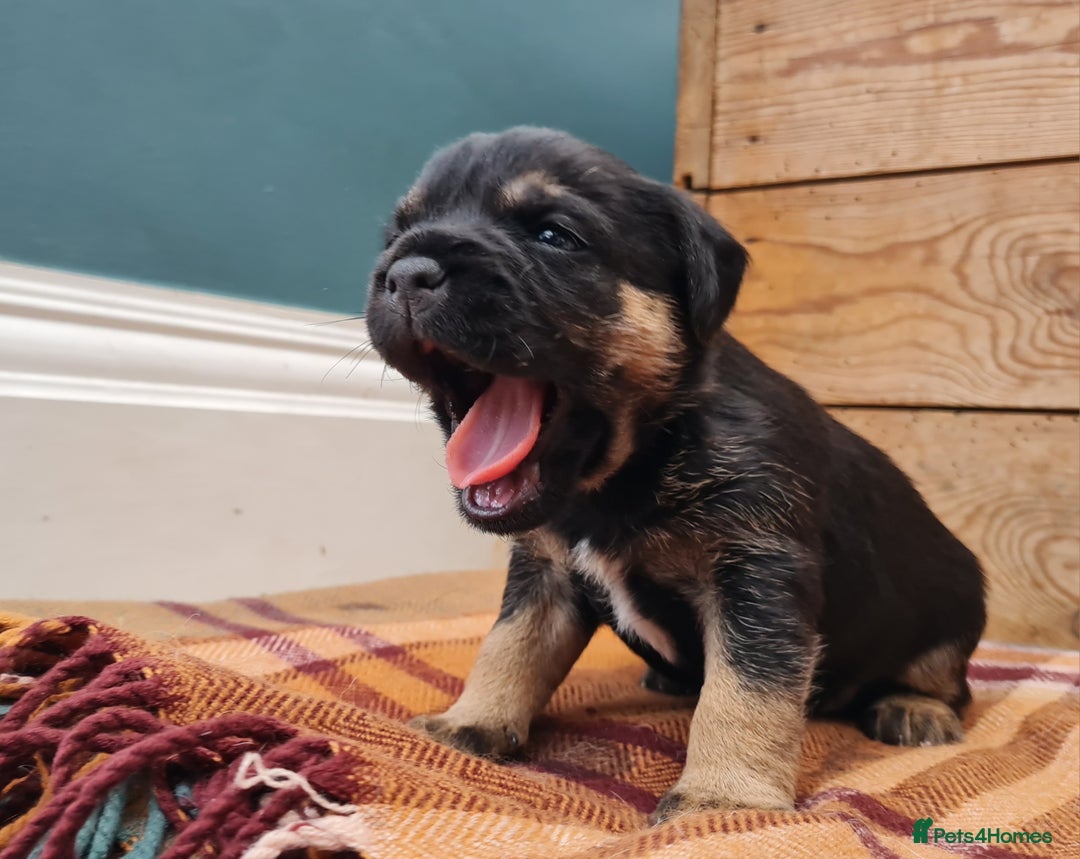 Border Terrier dogs for sale: Blue and Tan Border Terrier Pups, Ready Dec 13th - Advert 7