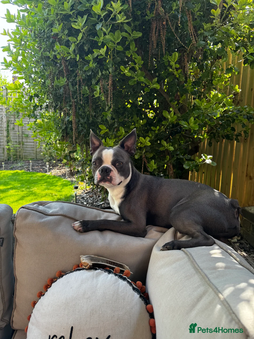 Boston Terrier dogs for stud: Boston terrier for stud blue&white proven KC regis in Wantage - Advert 9