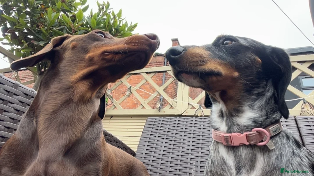 Miniature Dachshund dogs for sale: Miniature daschunds £800 each  - Advert 7