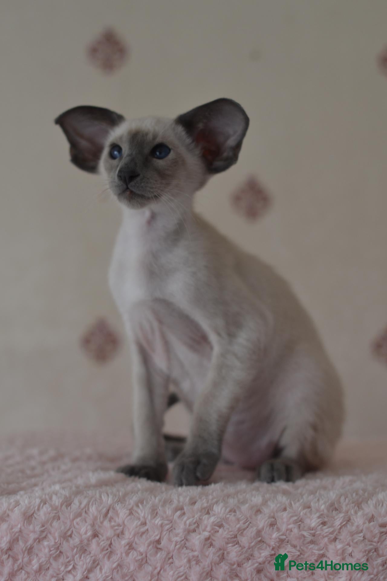 Siamese cats Tica Registered Blue Siamese Boy for reservation - Advert 6