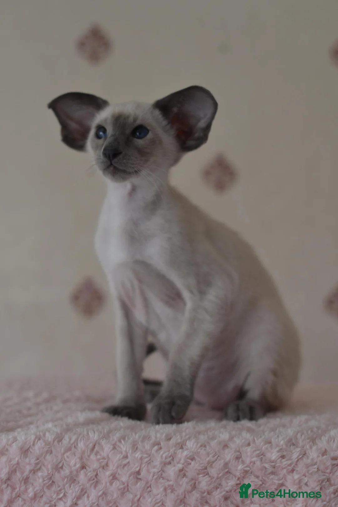 Siamese cats for sale: Tica Registered Blue Siamese Boy for reservation - Advert 1
