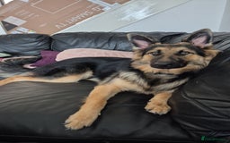 German Shepherd dogs for sale: German shepherd - Image 1