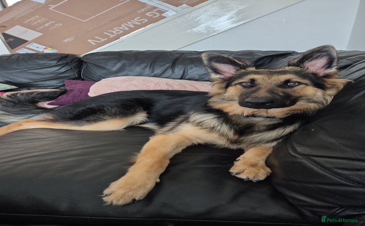 German Shepherd dogs - Advert 1