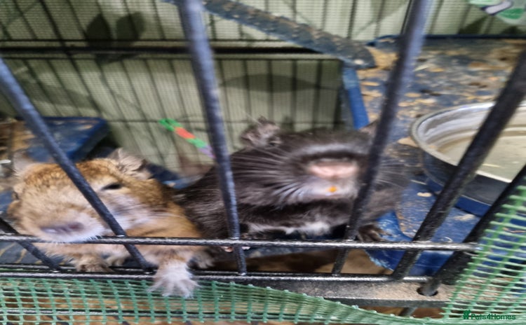 Degus rodents - Advert 1