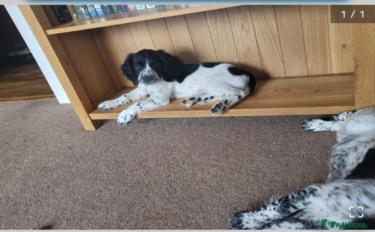 Sprocker dogs - Advert 7