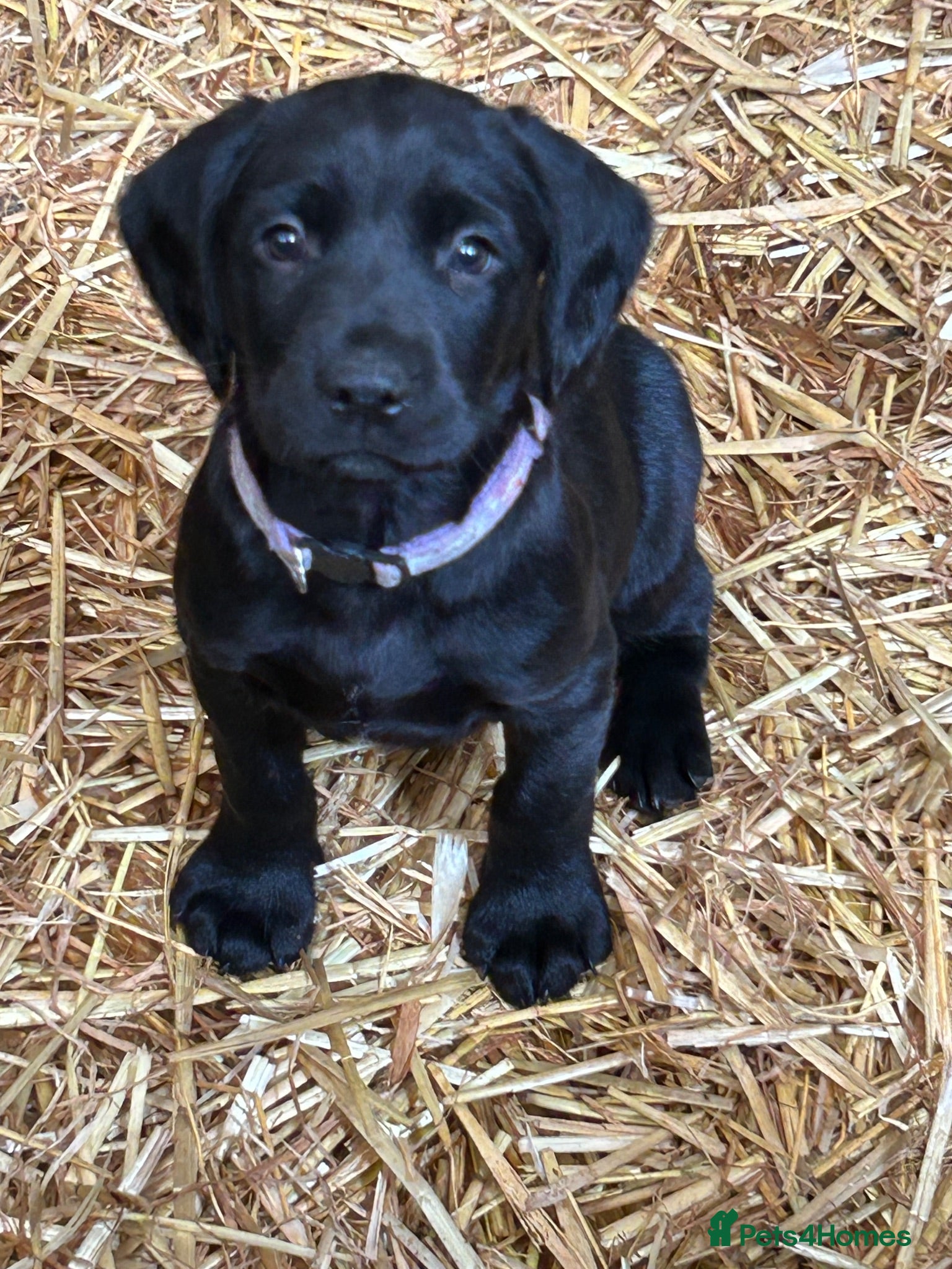 Springador dogs Springador pups - Advert 2