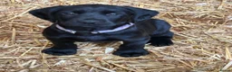Springador dogs for sale: Springador pups - Advert 2