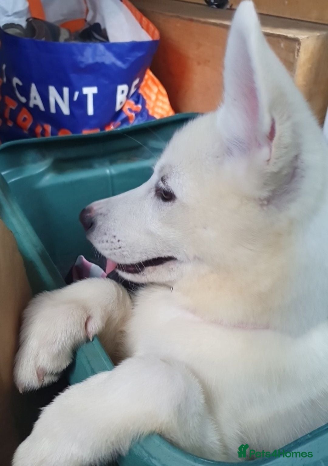 Siberian Husky dogs 2 white female husky puppies. 1st & 2nd Vaccines! - Advert 20