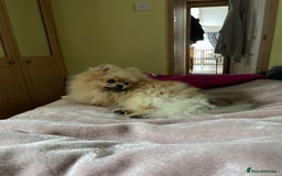 Pomeranian dogs for stud: FOR STUD-Beautiful KC Reg Cream/Wolf Sable in Burry Port - Image 7