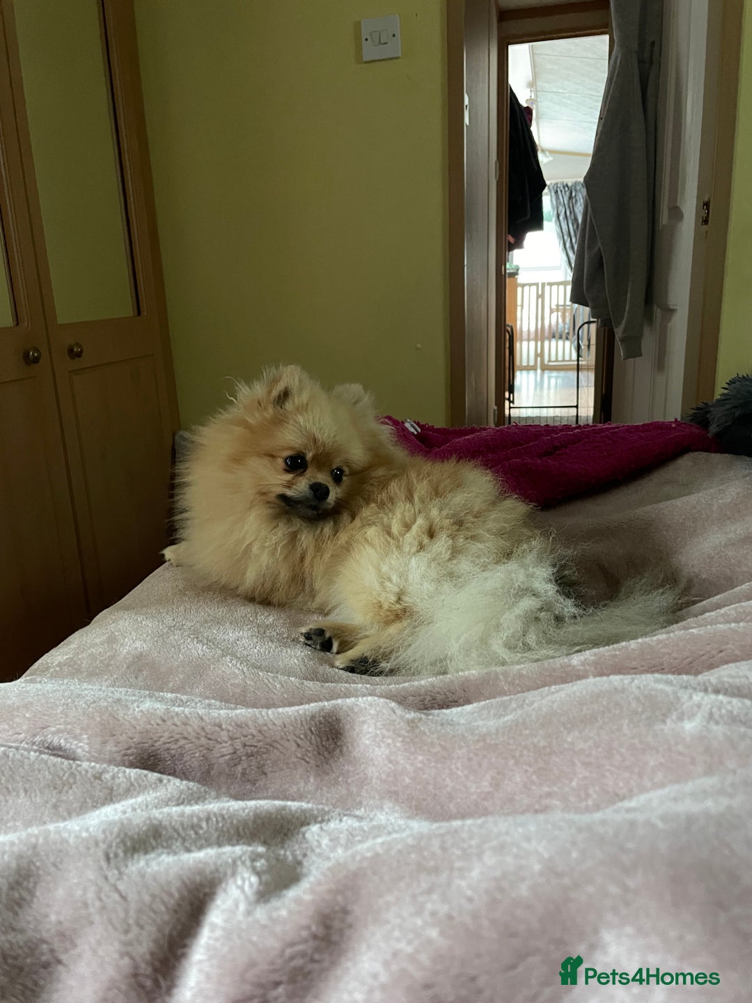 Pomeranian dogs for stud: FOR STUD-Beautiful KC Reg Cream/Wolf Sable in Burry Port - Image 7