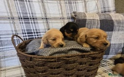 Miniature Dachshund dogs for sale: Long-hair miniature Duchshund - Image 7