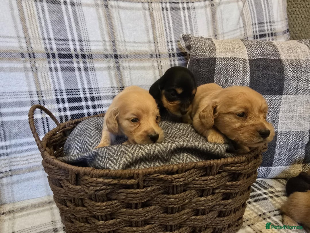Miniature Dachshund dogs for sale: Long-hair miniature Duchshund - Image 7