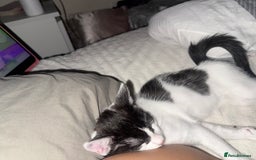 Mixed Breed cats for sale: boy kitten for sale - Image 1