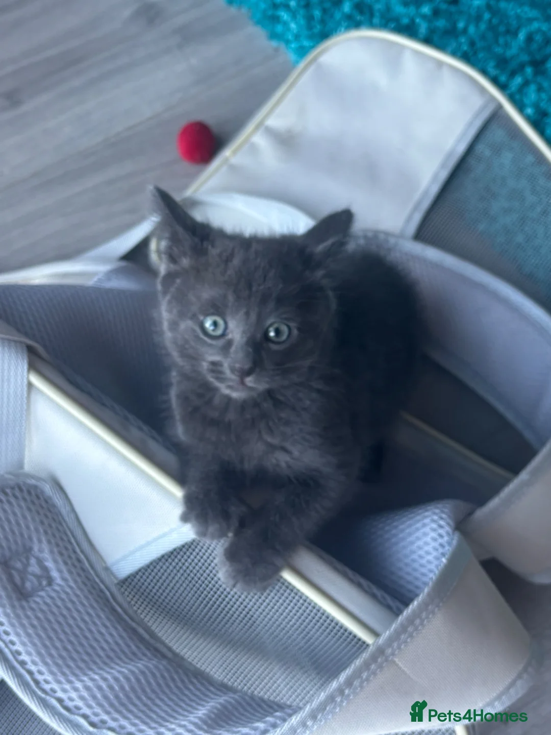 Siberian cats for sale: Siberian kittens  - Advert 2