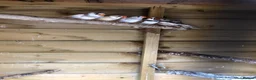 Finches birds for sale: Young zebra finches for sale - Advert 5