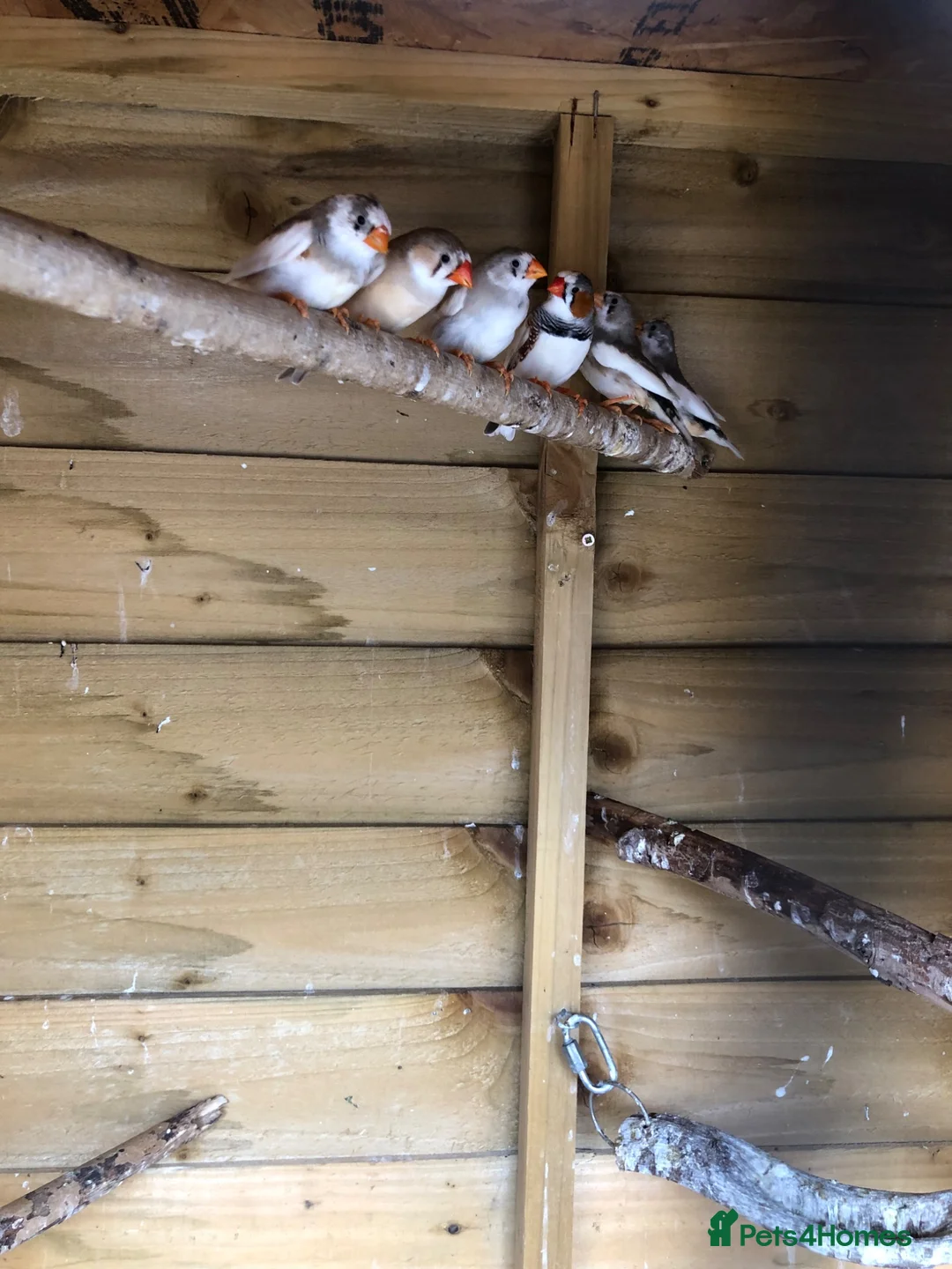 Finches birds for sale: Young zebra finches for sale - Advert 5