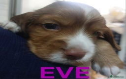 Sprocker dogs for sale: Exceptional working-line puppies for loving homes! - Image 18