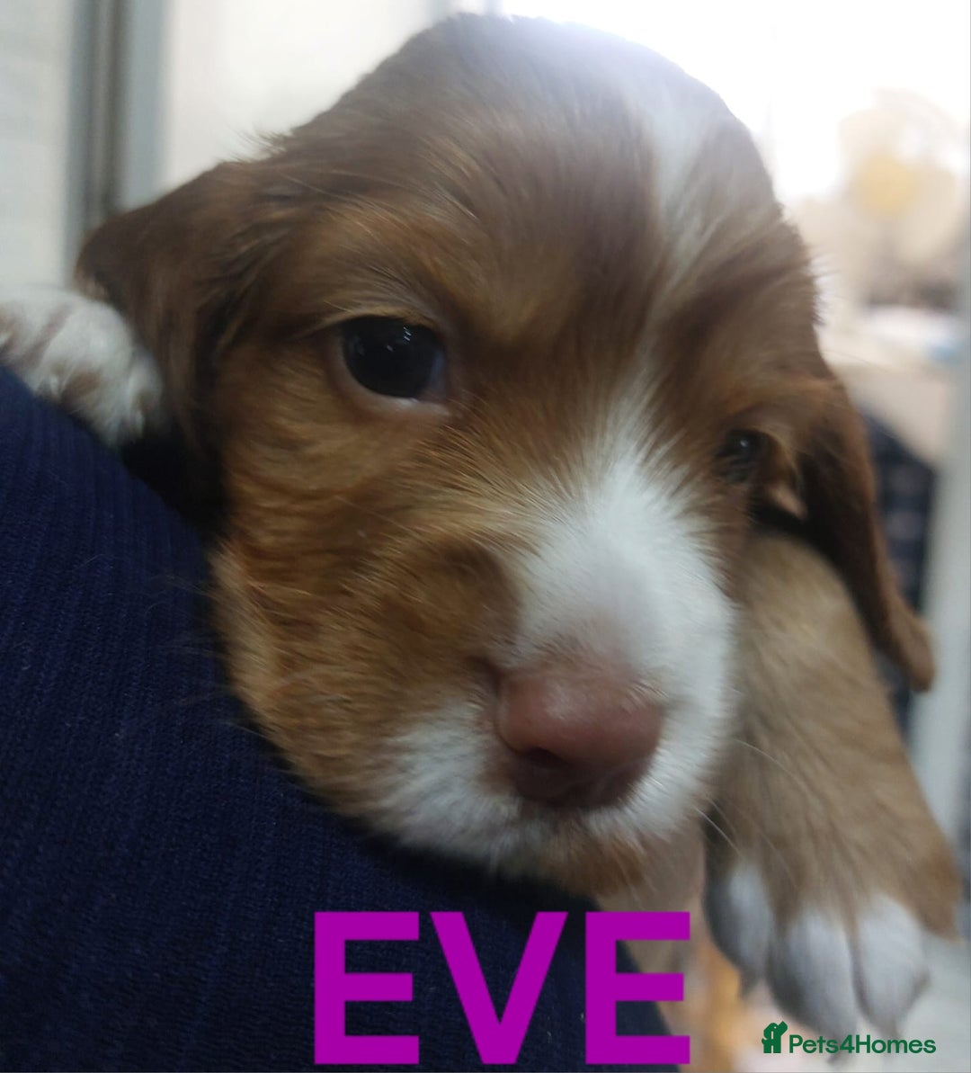 Sprocker dogs for sale: Exceptional working-line puppies for loving homes! - Image 18