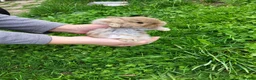 Mini Lop rabbits for sale: Beautiful mini lops - Advert 15