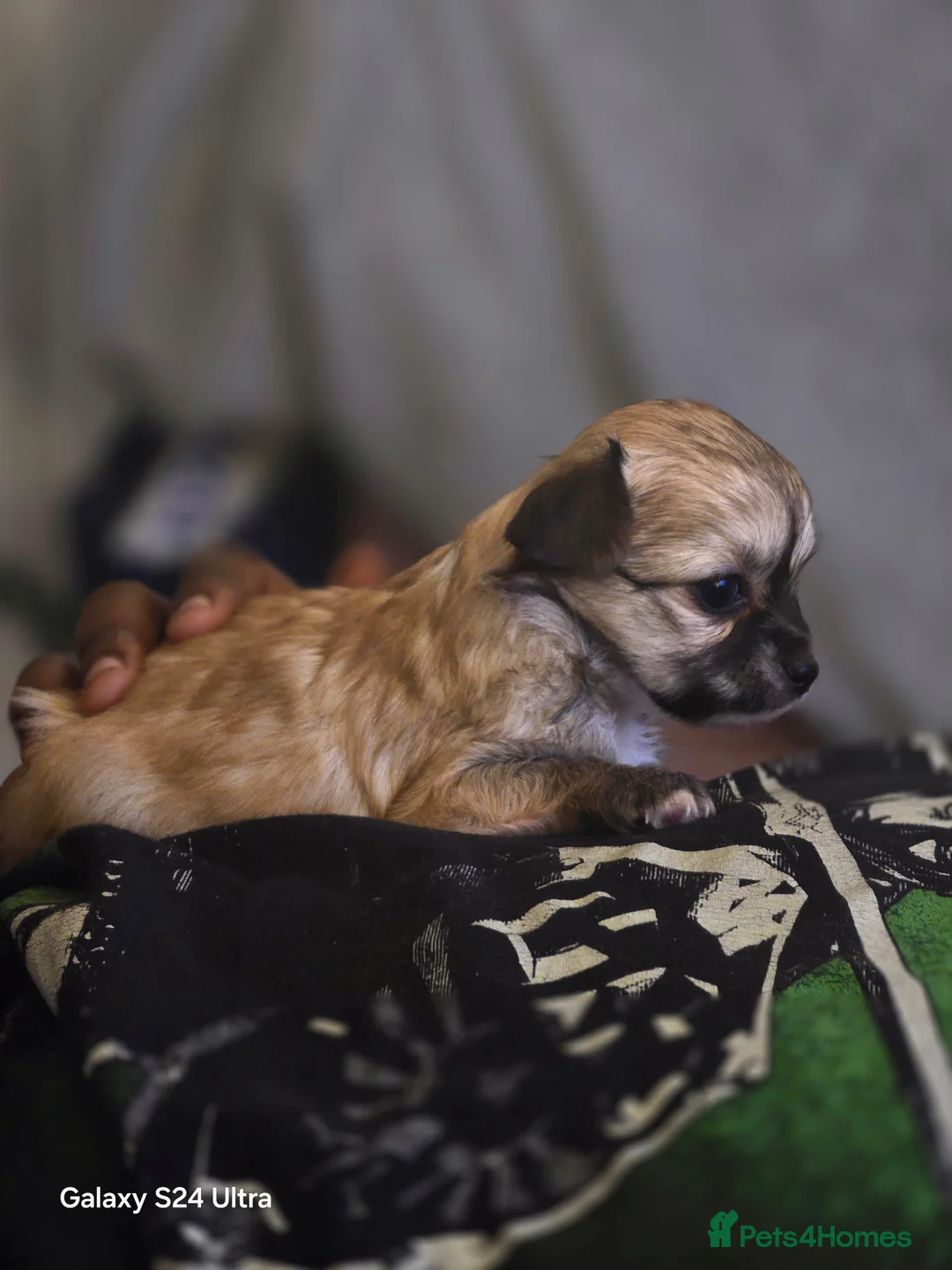 Chihuahua dogs for sale: 3 Beautiful Chi Ready for Their Forever Homes 🐶💕 - Advert 2