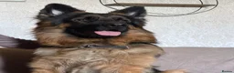 German Shepherd dogs for stud: Handsome boy , for STUD  - Advert 1