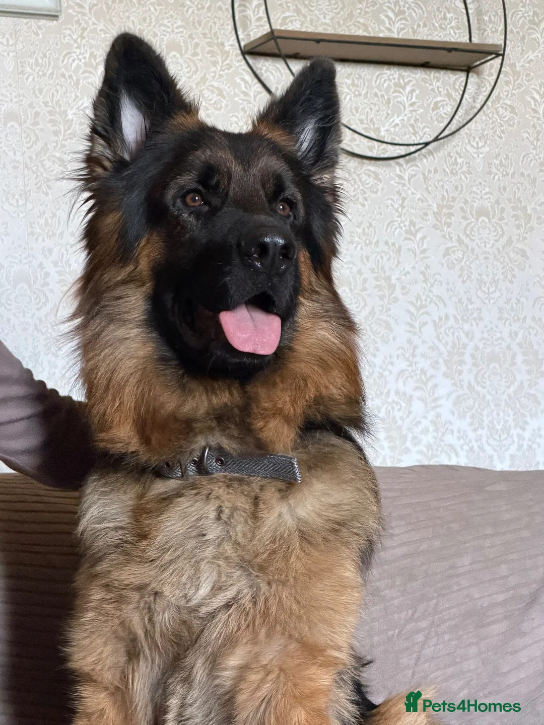 German Shepherd dogs for stud: Handsome boy , for STUD  - Advert 1