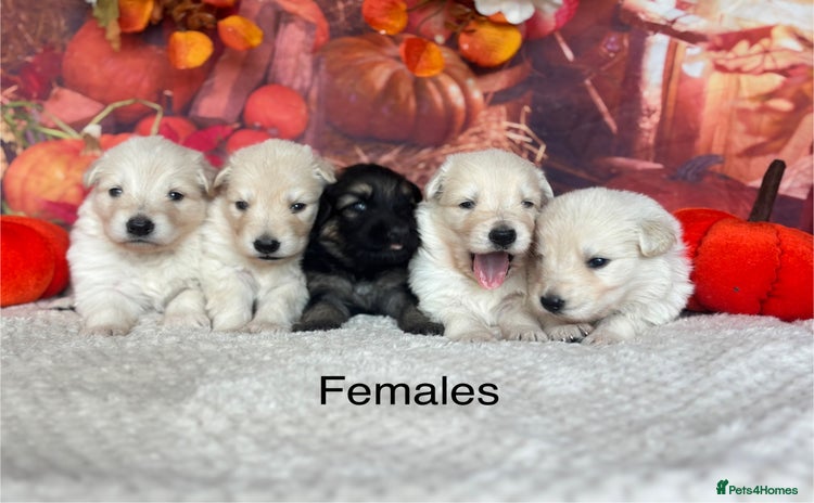 German Shepherd dogs - Advert 1
