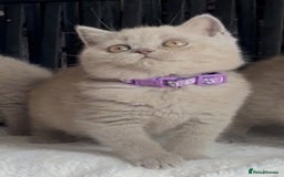 British Shorthair cats for sale: Beautiful Lilac BSH champion Line kittens - Image 7