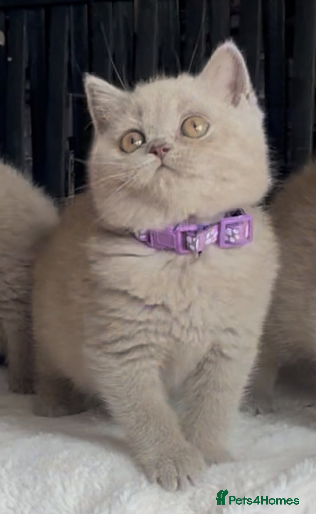 British Shorthair cats for sale: Beautiful Lilac BSH champion Line kittens - Image 7