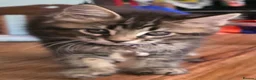 Maine Coon cats for sale: Big Strong Maine Coon Kittens - Advert 23