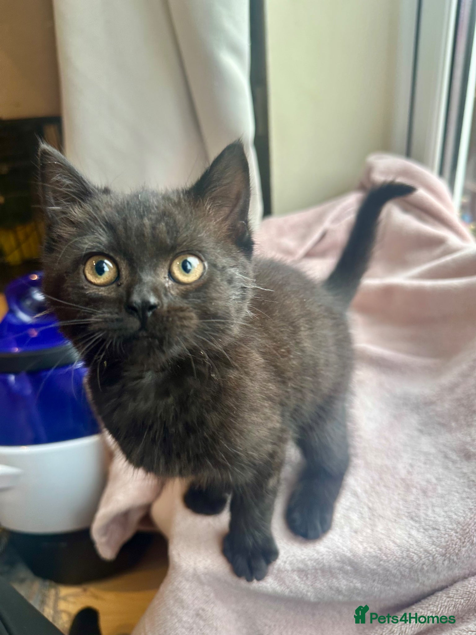 British Shorthair cats for sale: British shorthair cross female kitten - Advert 3