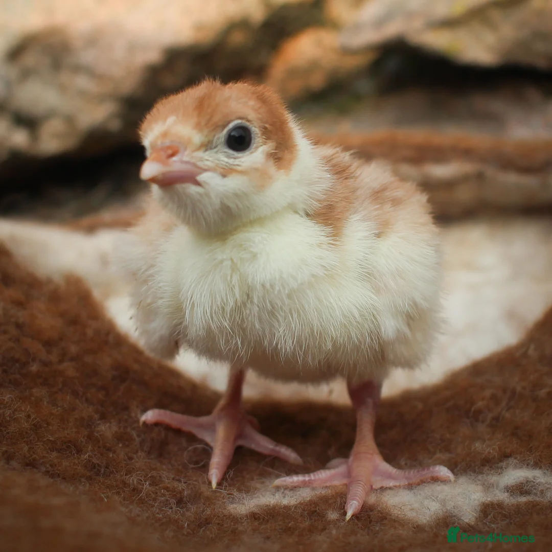 Turkeys poultry for sale: Bourbon Red Turkey Hatching Eggs and Chicks - Advert 4