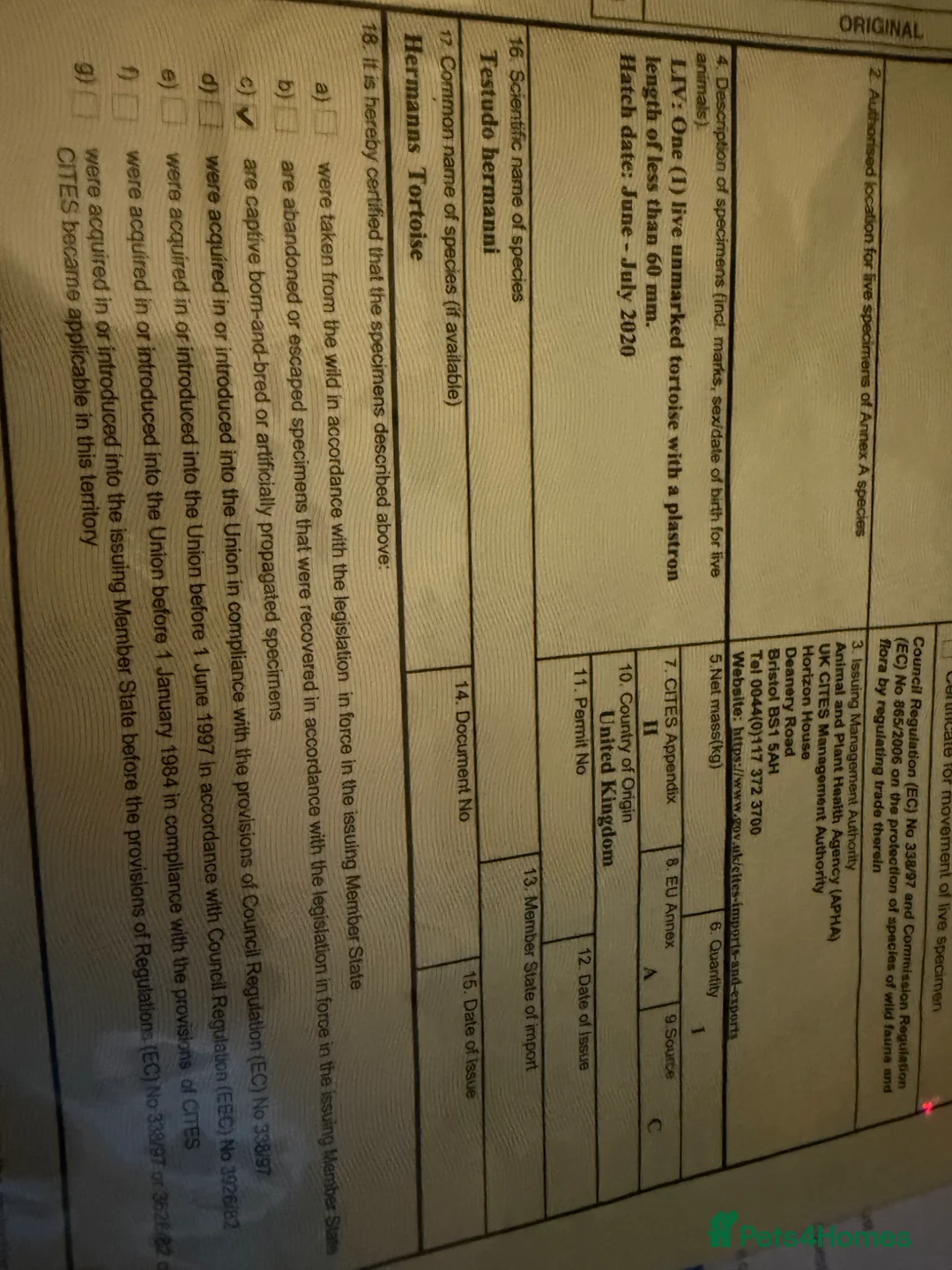 Hermann Tortoise reptiles for sale: Female Hermann Tortoise in Bournemouth - Advert 6