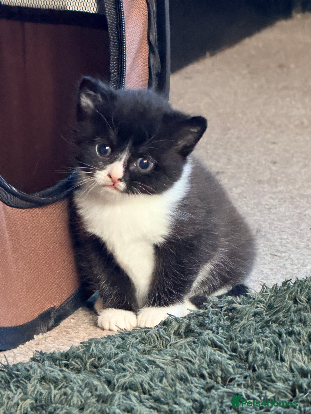 Scottish Fold cats for sale: Scottish Fold kittens  - Advert 4