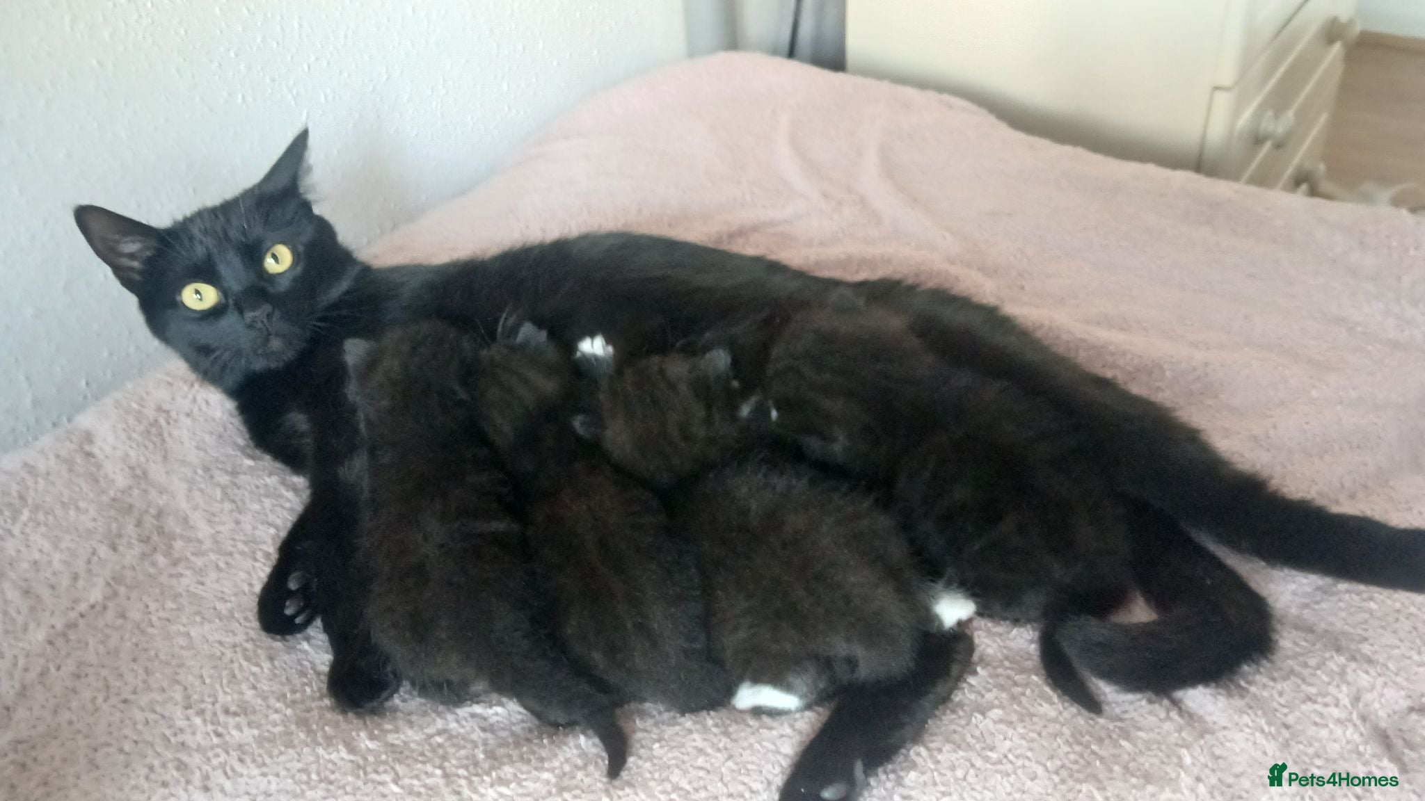 Mixed Breed cats 3 kittens available, 2 girls, 1 boy - Advert 1