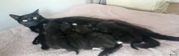 Mixed Breed cats for sale: 3 kittens available, 2 girls, 1 boy - Advert 1