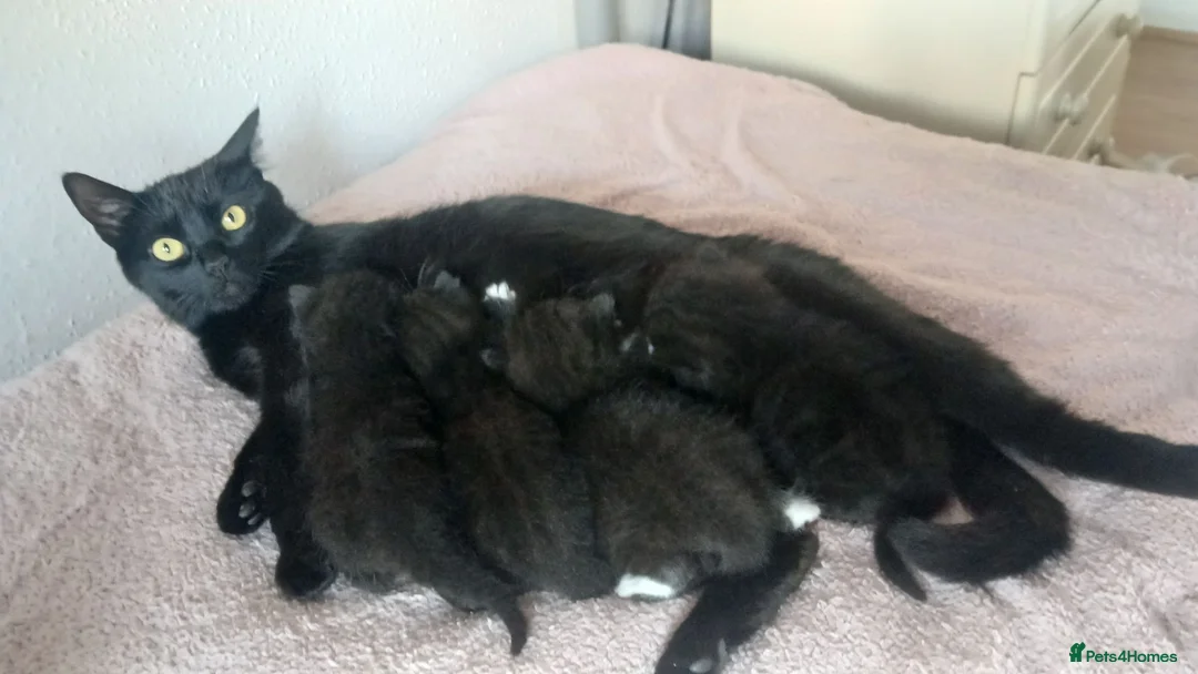 Mixed Breed cats for sale: 3 kittens available, 2 girls, 1 boy - Advert 1